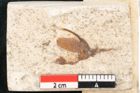 Foto (Detailansicht) von Royena graeca Unger (NHMW-GEO-2024-0188-8170)
